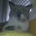 dimoca