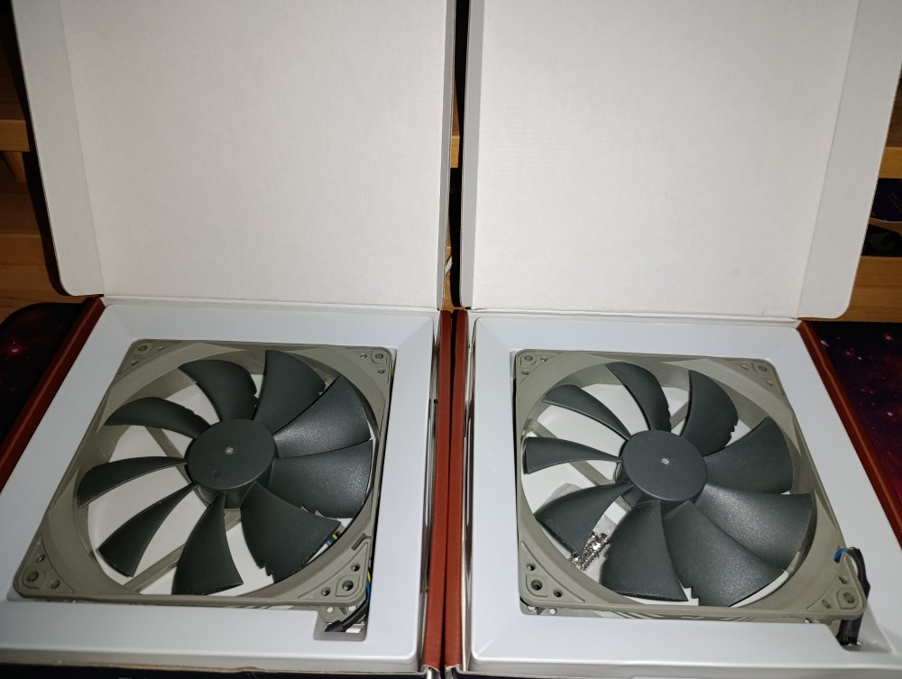Noctua (1).jpg